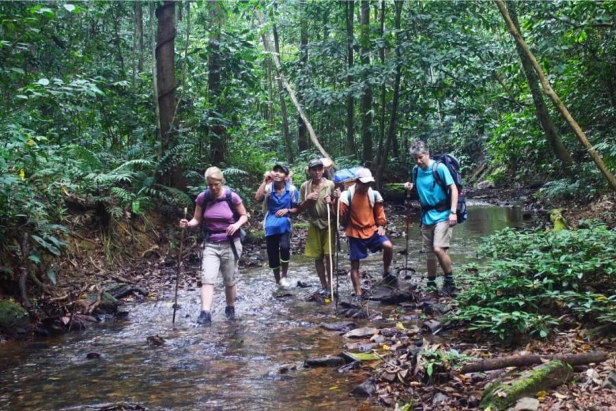 Borneo Rainforest Discovery – 5 Days