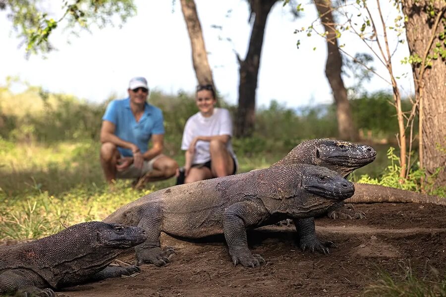 Komodo Dragon Park Visit - Exclusive Tailored Asia Tour Experiences