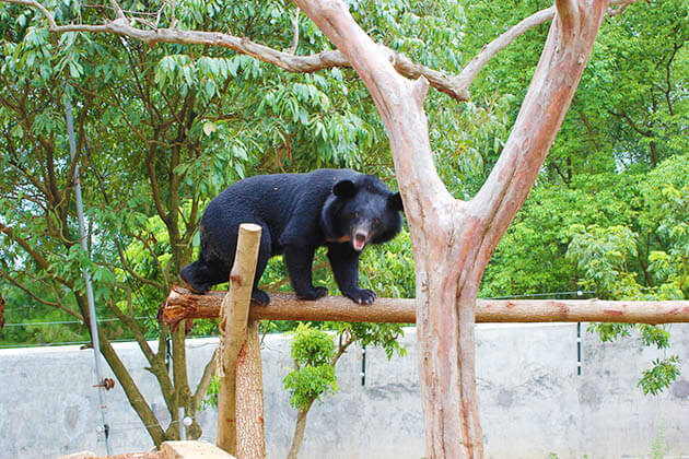 Bear Sanctuary in Ninh Binh