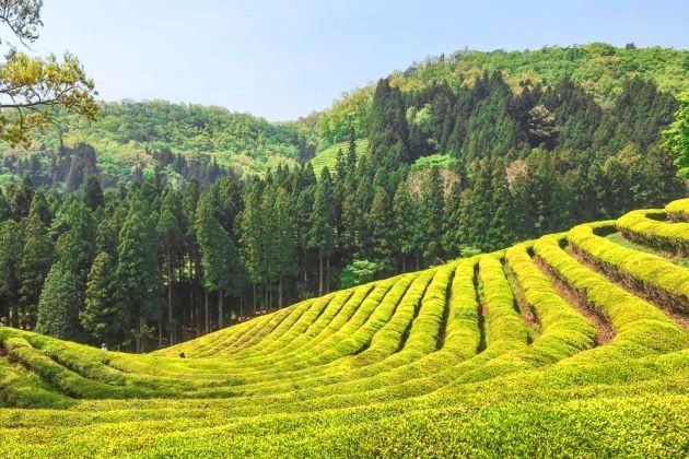 Boseong Green Tea Plantation in south korea