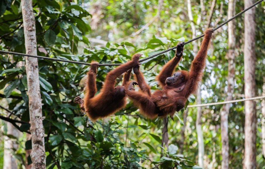 Sumatra Jungle Adventure – 9 Days