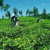Ceylon Tea - sri lanka 2 week route