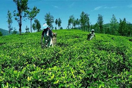 Ceylon Tea - sri lanka 2 week route