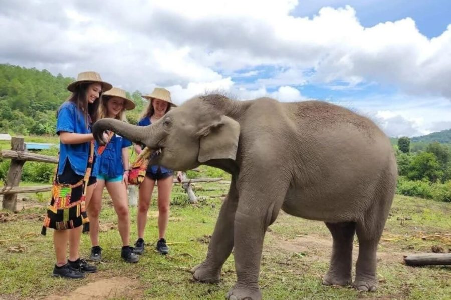 Chiang Mai Elephant Safari Tour - south east asia package tour 25 days