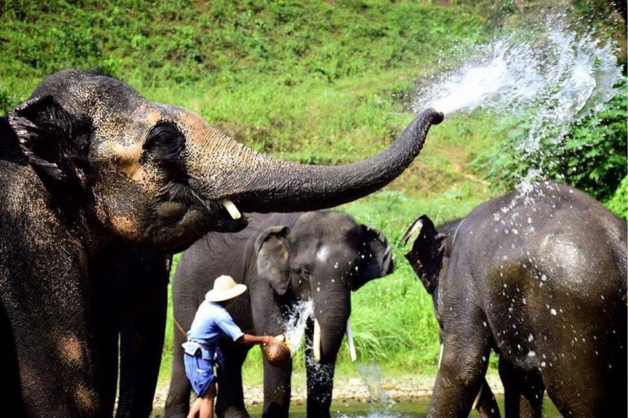 Elephant Camp at Mae Taman Camp - south east asia package holiday