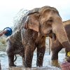 Elephant Nature Park