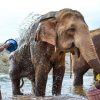 Elephant Nature Park - southeast asia adventure