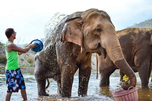 Elephant Nature Park - southeast asia adventure