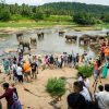 Elephant Orphanage at Pinnawala
