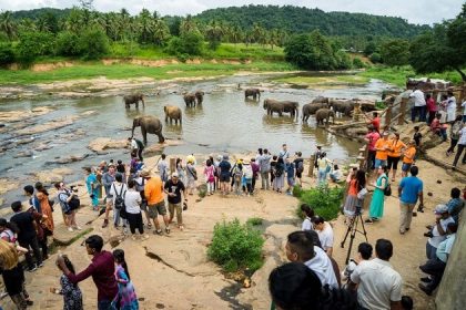 Elephant Orphanage at Pinnawala