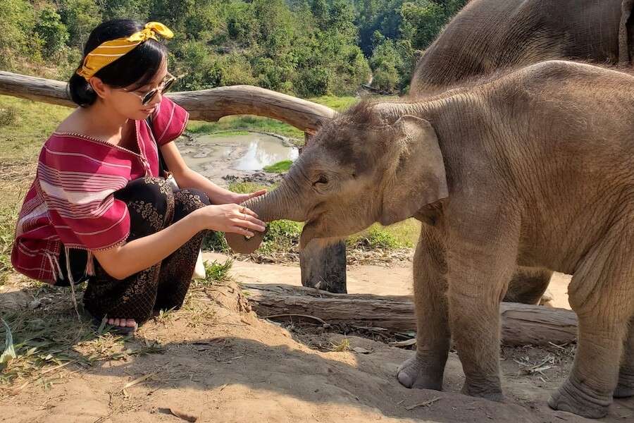 Elephant Sanctuary - Komodo Dragon Park Visit - Exclusive Tailored Asia Tour Experiences