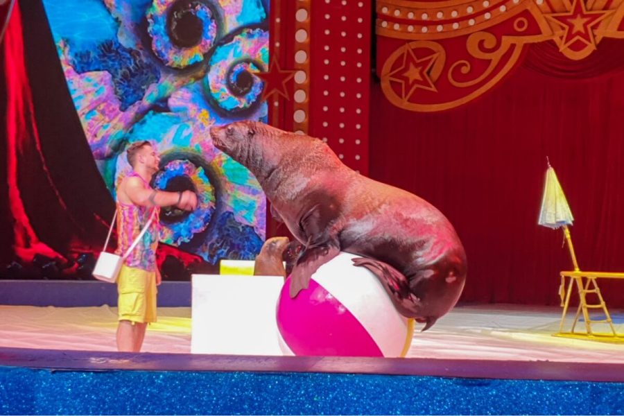 Enjoy performances in Chimelong International Circus - hong kong tour package for family 10 days