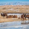 Gobi - china mongolia tours