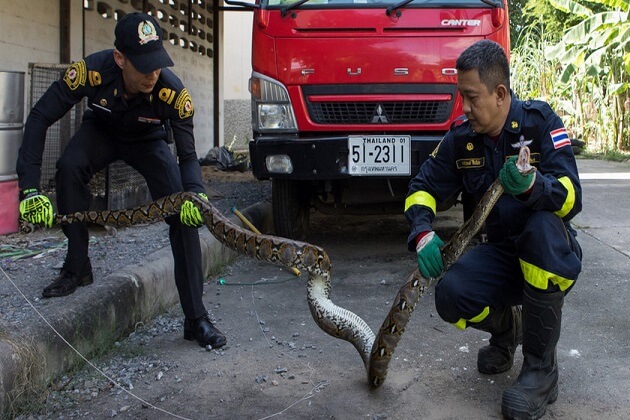 Huge Pythons - thailand travel things to know