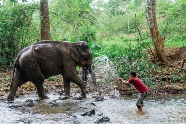 Jewel Land Elephant in laos