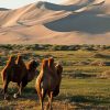 Khongoryn Els - china and mongolia tours