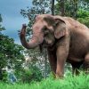 Maetaman Elephants Camp in thailand