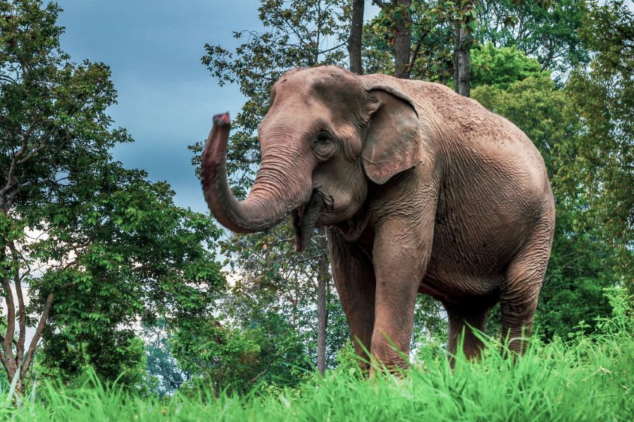 Maetaman Elephants Camp in thailand