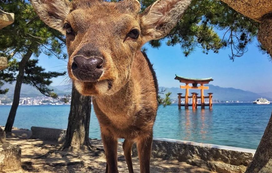 Highlights of Japan – 15 Days