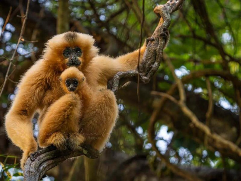 Nam Cat Tien National Park Explorer - Multi Country Asia Tours