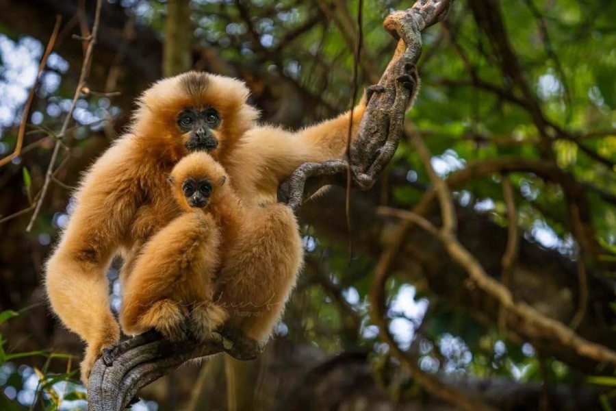 Nam Cat Tien National Park Explorer - Multi Country Asia Tours