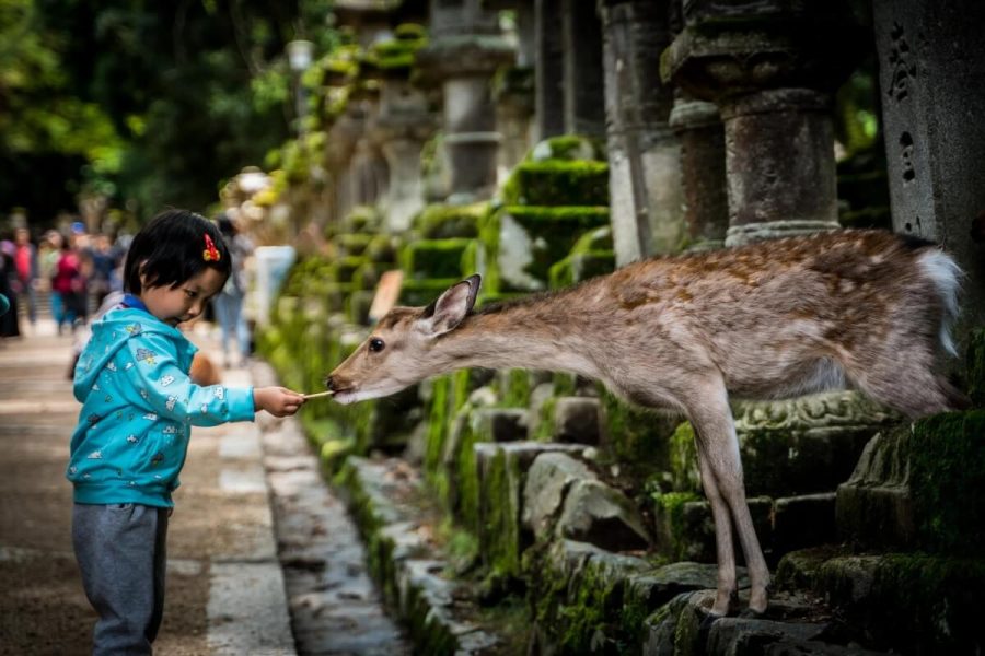 Nara Deer Park japan tour packages​