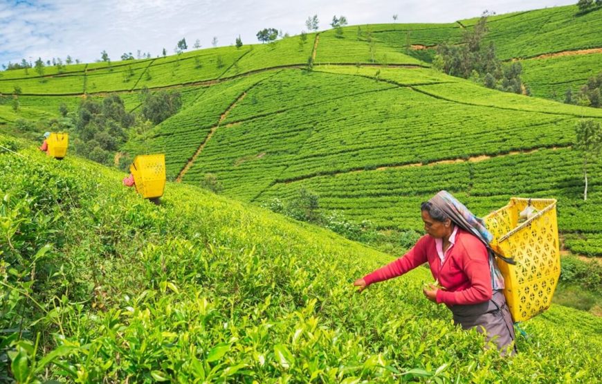 Sri Lanka Classic Tour – 8 Days