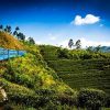 Nuwara Eliya - sri lanka classic tour