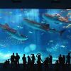 Osaka's Ring of Fire Aquarium - japan family tour package