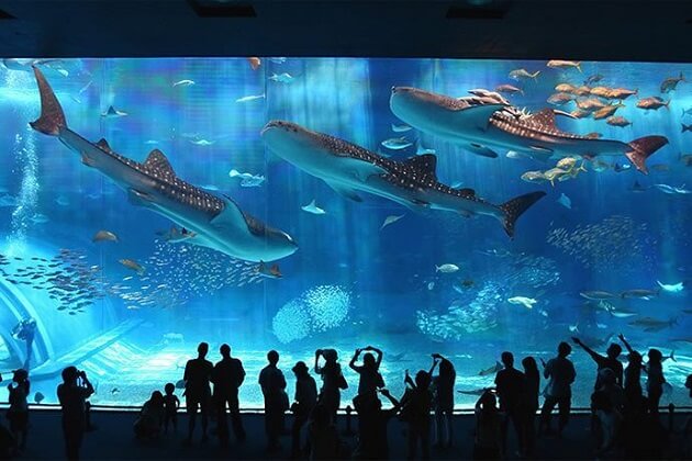 Osaka's Ring of Fire Aquarium - japan family tour package