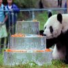Panda Conservation Centre - 2 week tour of china