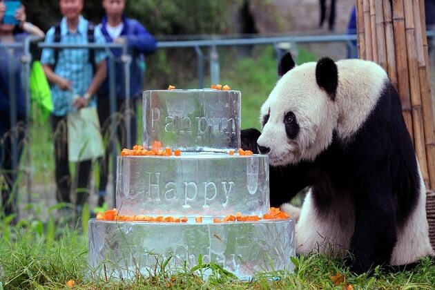 Panda Conservation Centre - 2 week tour of china