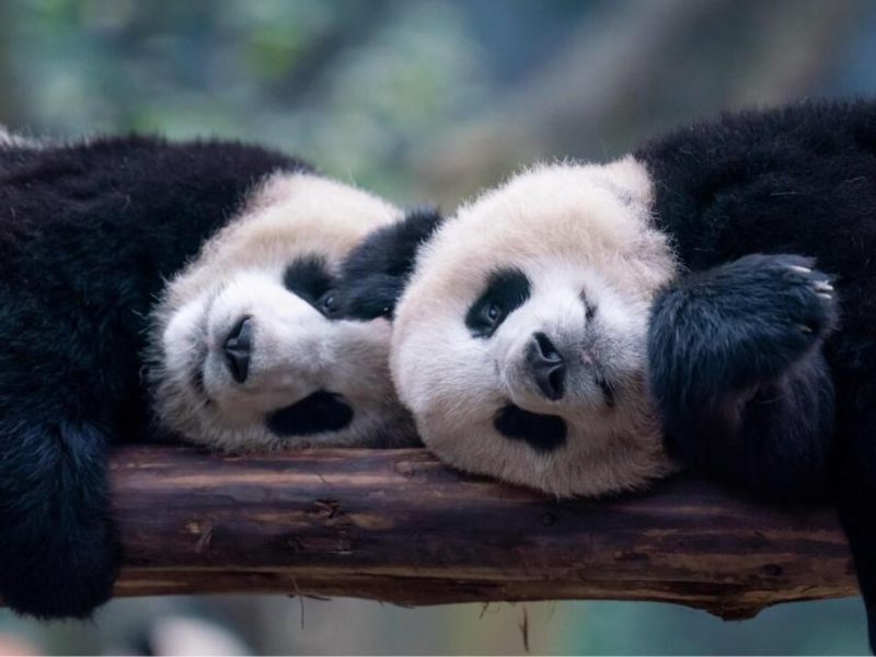 Panda Conservation Centre - china tour agency