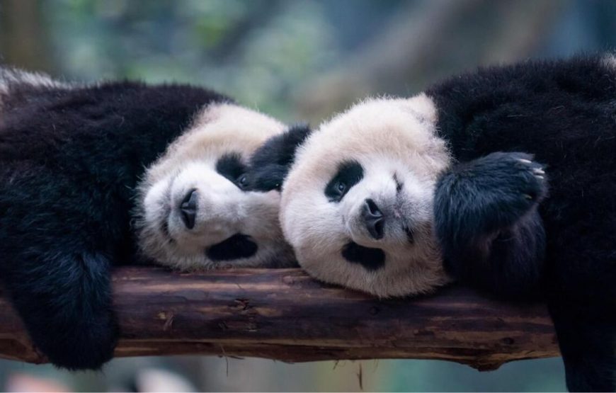 The Charm of China – 13 Days