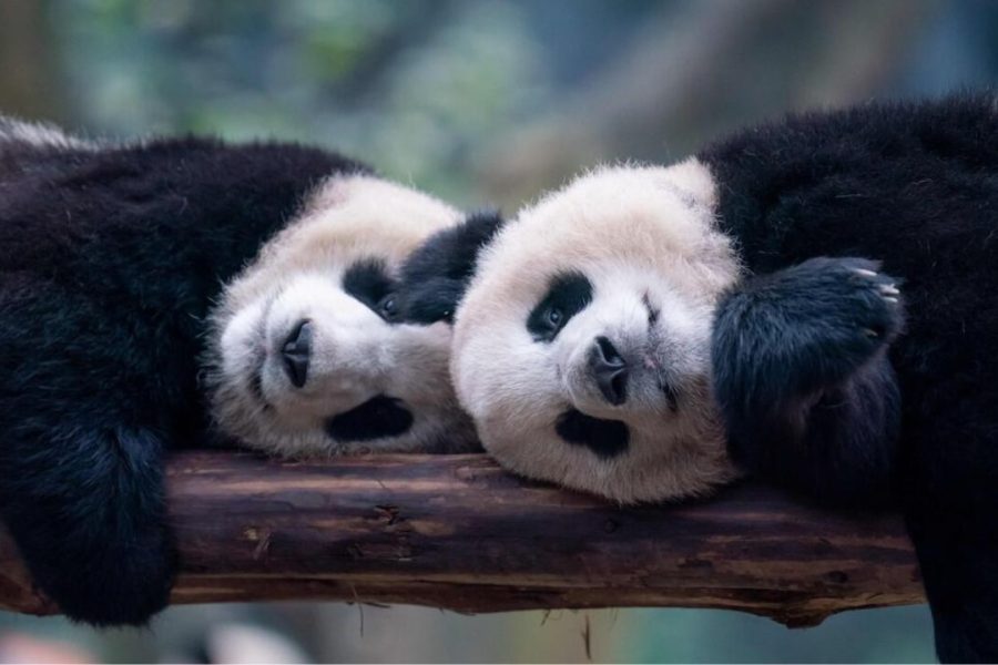 Panda Conservation Centre - china tour agency