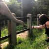 Phnom Tamao Wildlife Rescue Centre