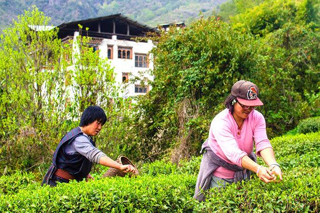 Luna Blake in sri lanka tea plantation - multi-country asia tours