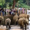 Pinnawala Elephants Orphanage - 23 days south asia tours