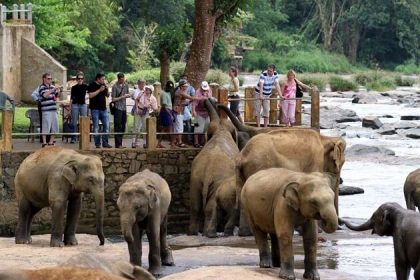 Pinnawala Elephants Orphanage - 23 days south asia tours