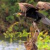 Prek Toal Lake of Bird