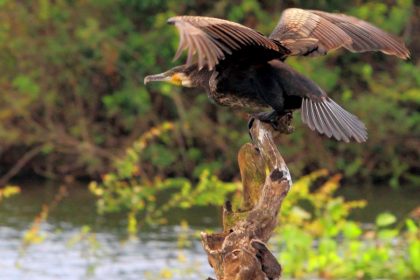 Prek Toal Lake of Bird