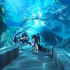 Sea Life Bangkok Ocean World - thailand family tour package