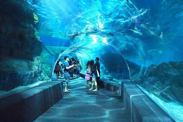 Sea Life Bangkok Ocean World - thailand family tour package