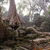 Ta Prohm Temple siem reap cambodia