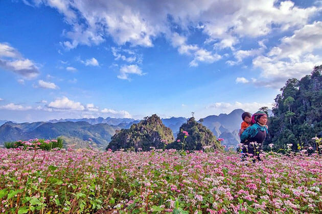 Take a Photo of Buckwheat Flower in Ha Giang