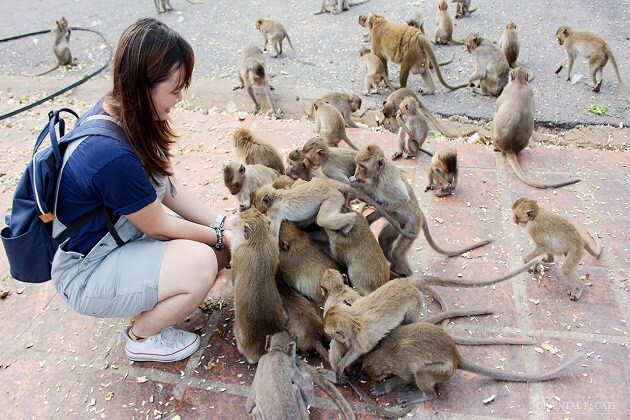 Temple for Monkeys - thailand holiday things to know