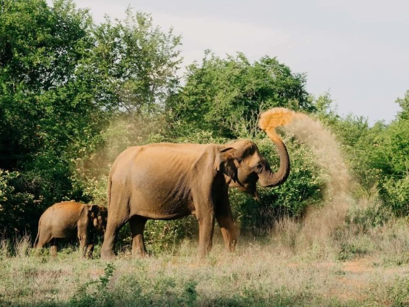 The Incredible Udawalawe National Park Sri Lanka - asia tour packages