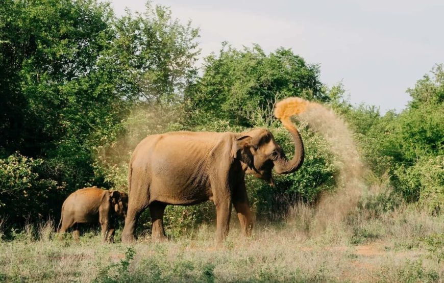 Sri Lanka Classic Tour – 8 Days