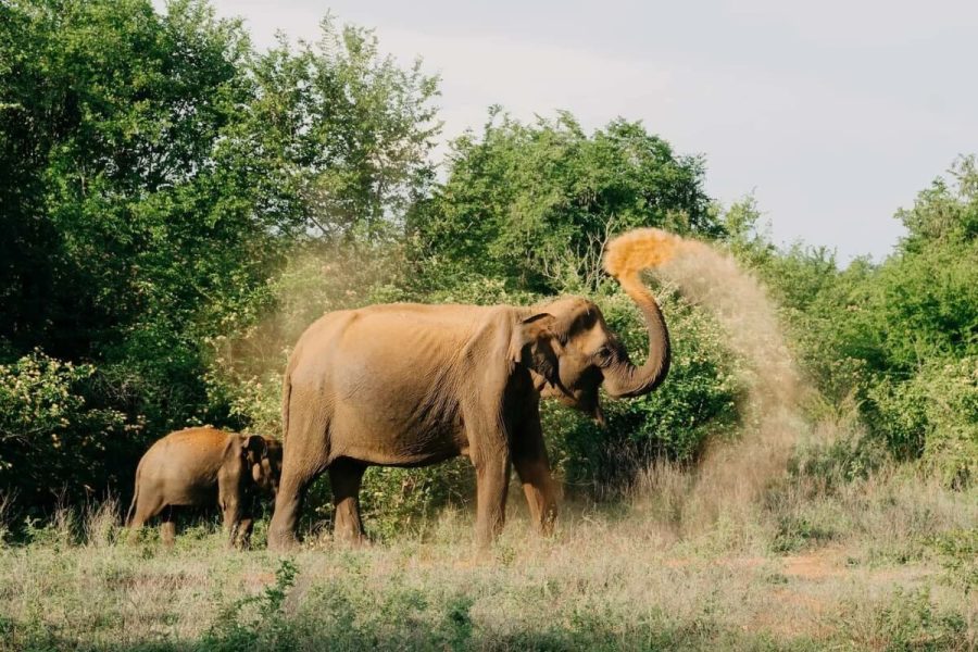 The Incredible Udawalawe National Park Sri Lanka - asia tour packages