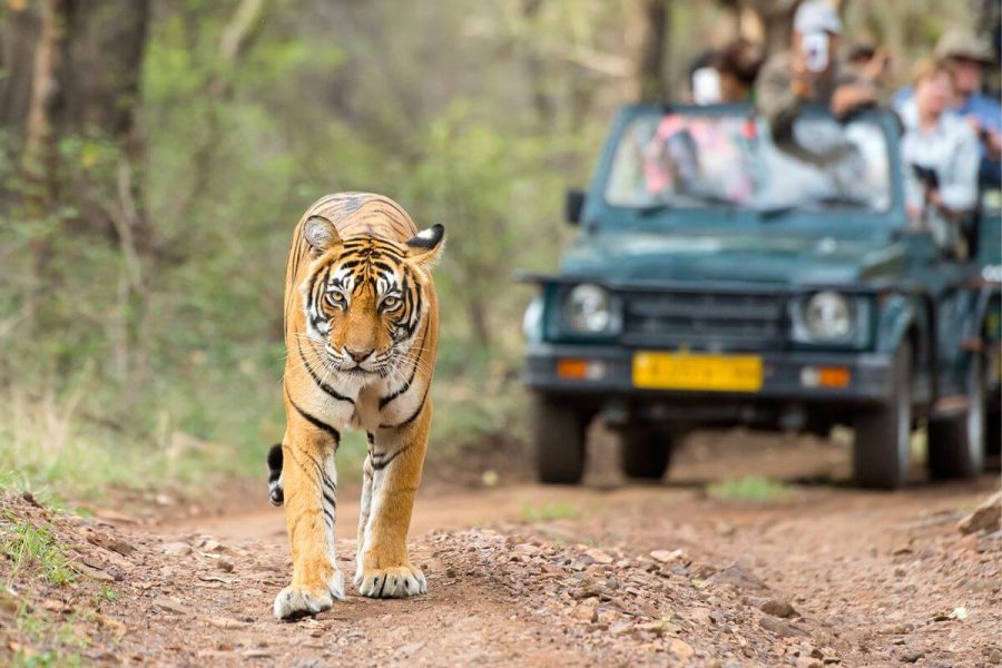 Tiger Safari in india tours
